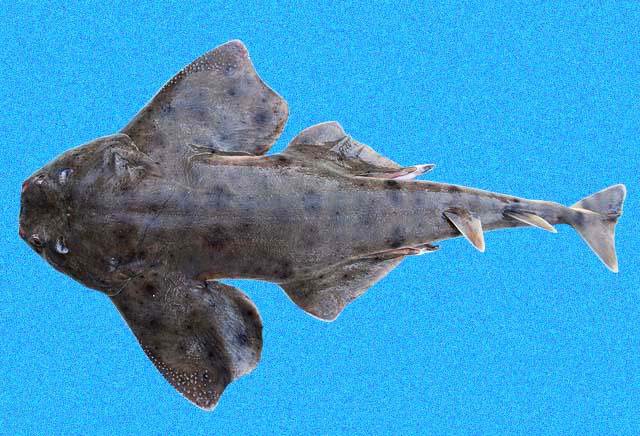 Angelote, Squatina armata