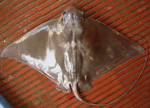 Peje águila, Myliobatis chilensis