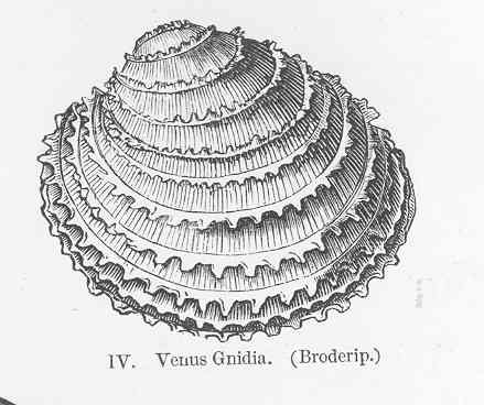 Chionopsis gnidia