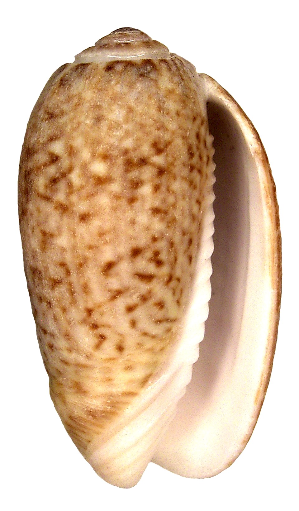 Oliva spicata