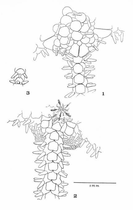 Amphicontus minutus