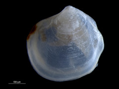 Thyasira flexuosa