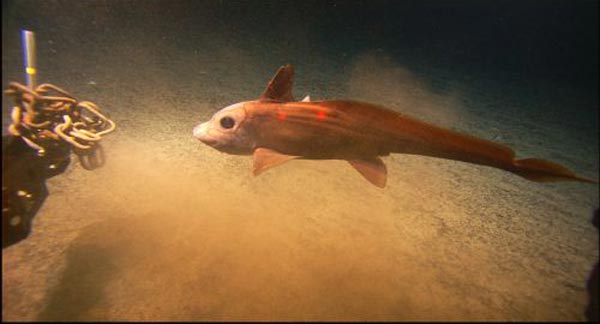 Hydrolagus macrophthalmus