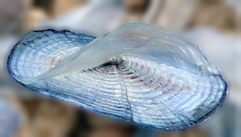 Velero, Velella velella