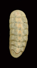 Chiton stokesii