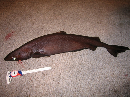 Bruja Bocachica, Zameus squamulosus