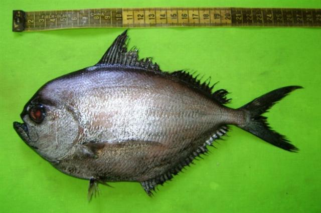 Japuta Menuda, Brama dussumieri