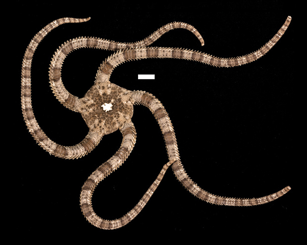 Ophioderma panamense