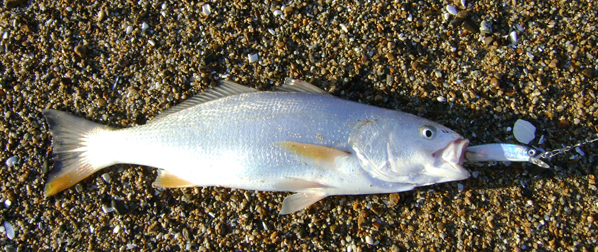 Corvina, Cilus gilberti