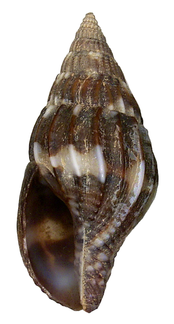 Anachis varia
