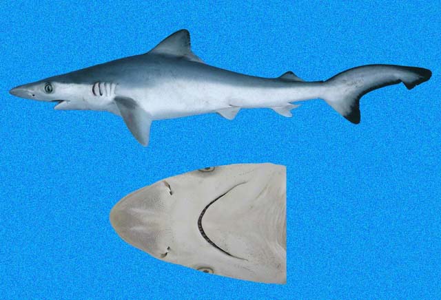 Tiburón hocicón, Rhizoprionodon longurio