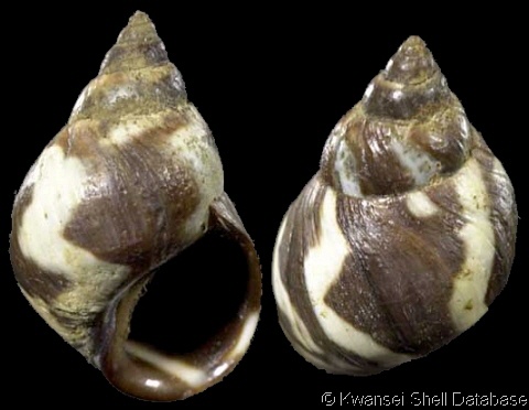 Littorina peruviana, Echinolittorina peruviana