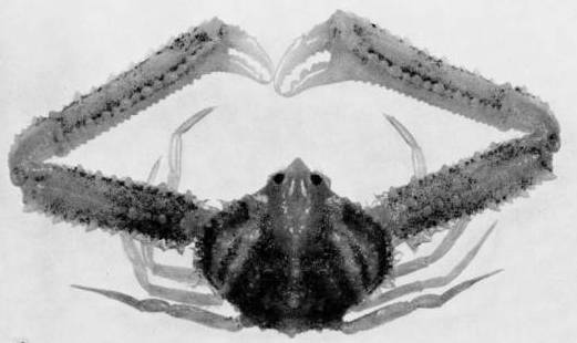 Hypolambrus hyponcus