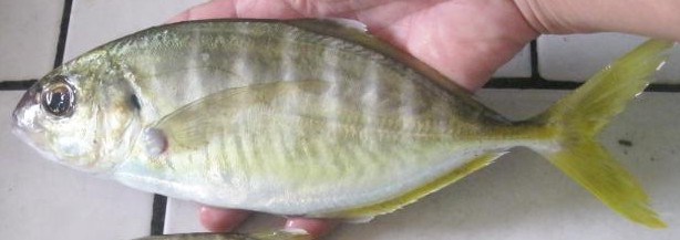 Cocinero, Caranx vinctus