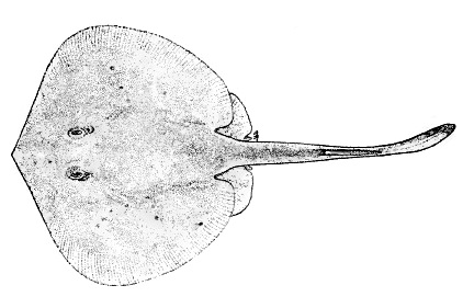 Urotrygon serrula