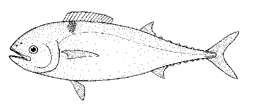 Gastoro, Gasterochisma melampus